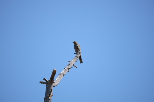 Townsend's Solitaire