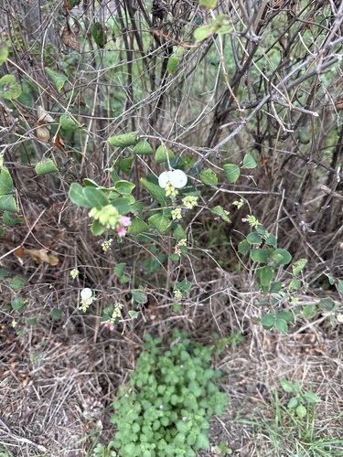 Common Snowberry