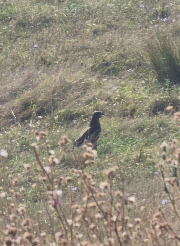 Common Buzzard