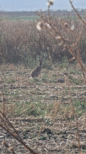 Brown Hare