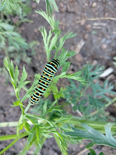 Old World Swallowtail