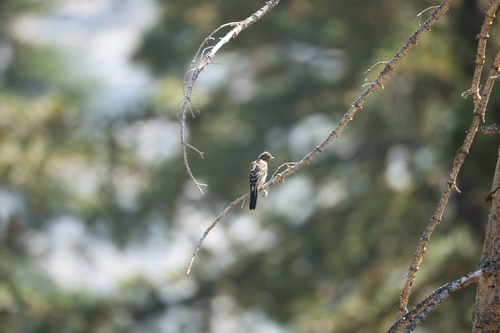 Townsend's Solitaire