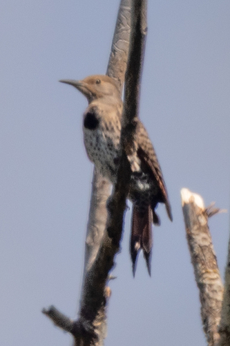 Northern Flicker