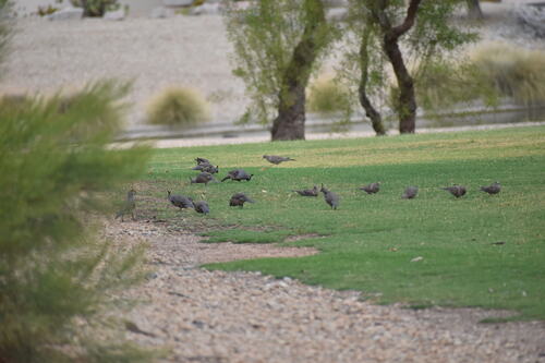 Gambel's Quail