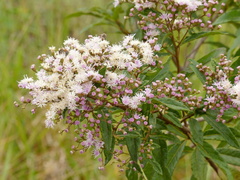 Vernonanthura polyanthes