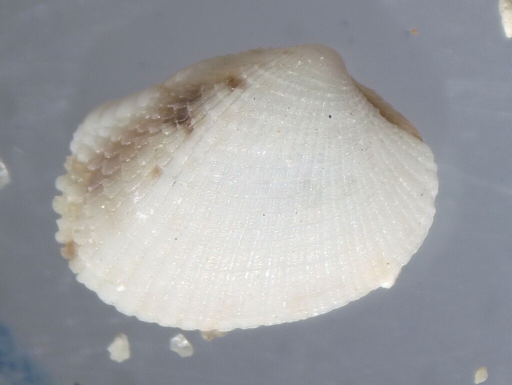 Chioneryx squamosa