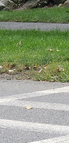 American Goldfinch