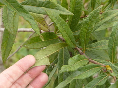 Vernonanthura polyanthes
