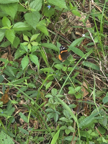 Red Admiral