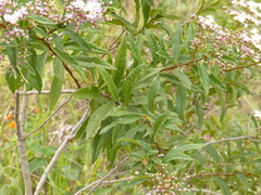 Vernonanthura polyanthes