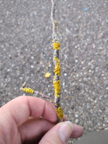 Common Sunburst Lichen