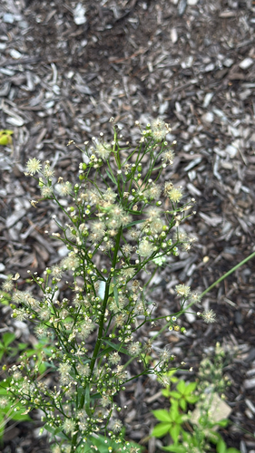 horseweed