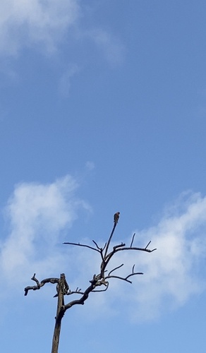 Jandaya Parakeet