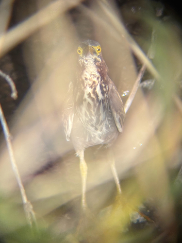 Green Heron