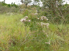 Vernonanthura polyanthes