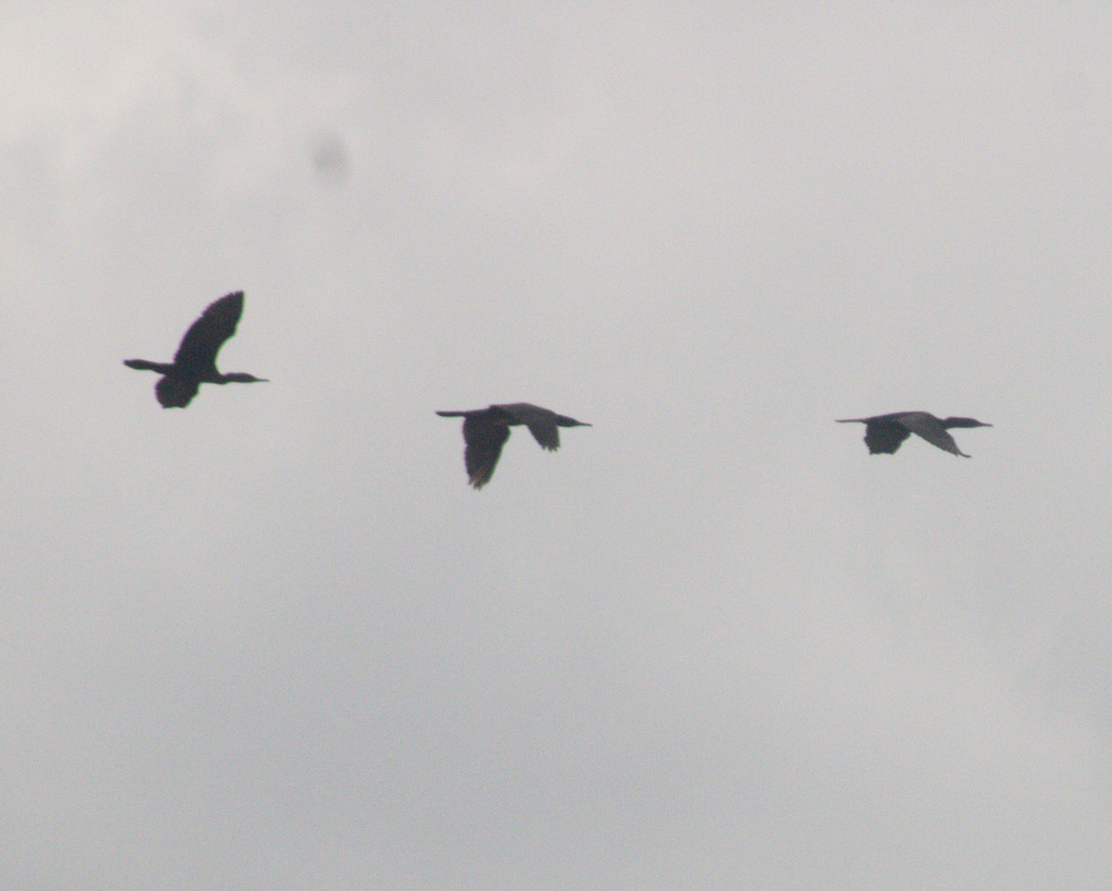 Three Indian cormorants flying across a hazy sky