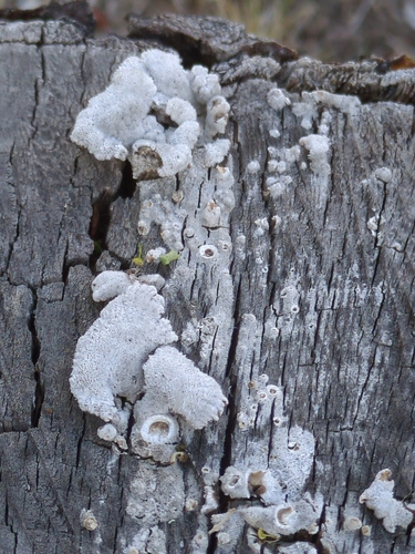 splitgill mushroom