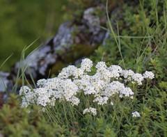Schivereckia podolica
