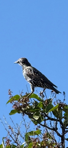 European Starling