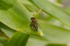 Allograpta neotropica