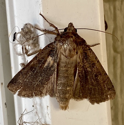 iNaturalist observation photo of Variegated Cutworm Moth