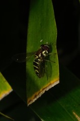 Allograpta neotropica