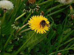 Bombus