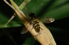Allograpta neotropica