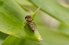 Allograpta neotropica