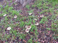 Lepiota haemorrhagica
