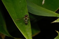 Allograpta neotropica