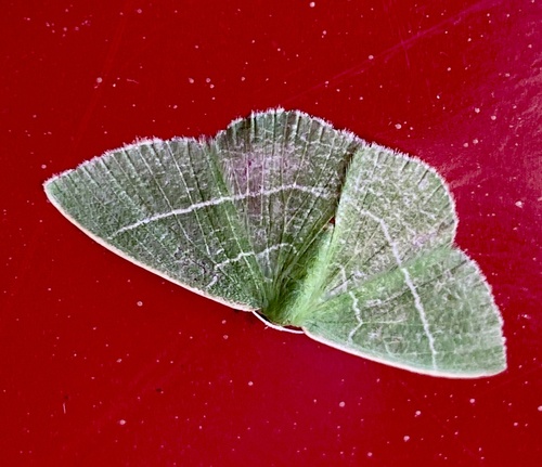 iNaturalist observation photo of Pink-margined Green
