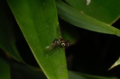 Allograpta neotropica
