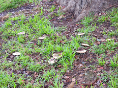 Lepiota haemorrhagica
