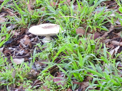 Lepiota haemorrhagica