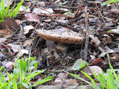 Lepiota haemorrhagica