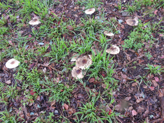 Lepiota haemorrhagica