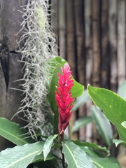Alpinia purpurata