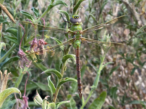 Common Green Darner