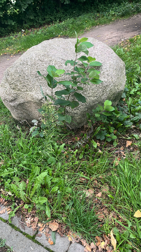 horseweed
