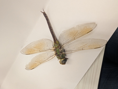 Common Green Darner