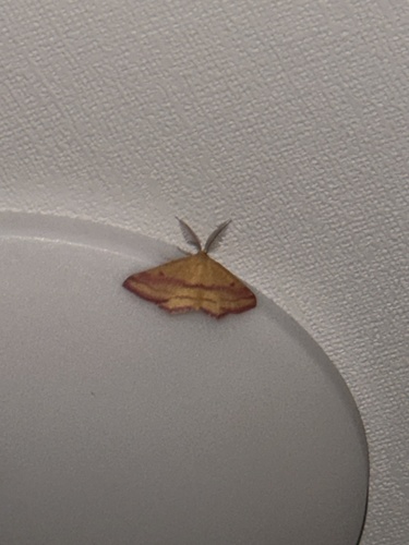 Chickweed Geometer Moth