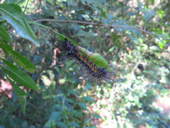 Hemileucinae