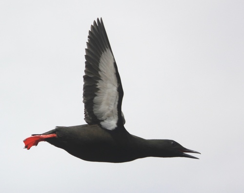 Black Guillemot