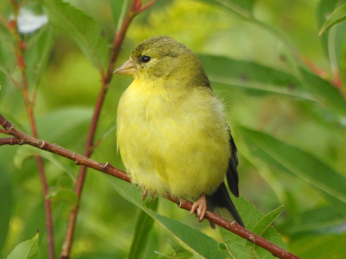 American Goldfinch