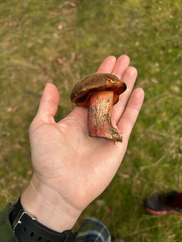 Dotted Stem Bolete