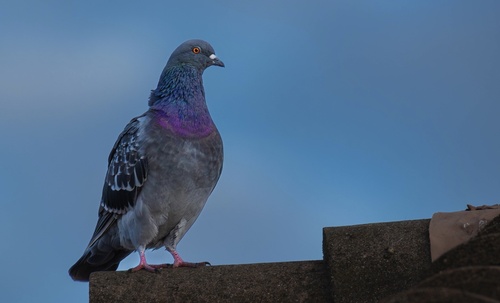 Feral Pigeon