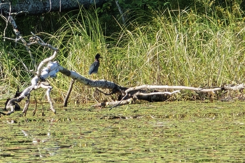 Green Heron