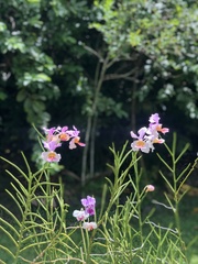 Papilionanthe