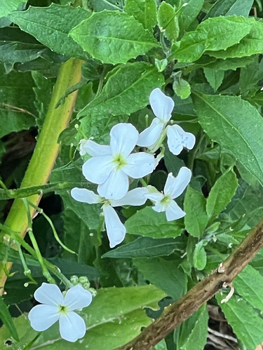 Hesperis matronalis, photograph 5